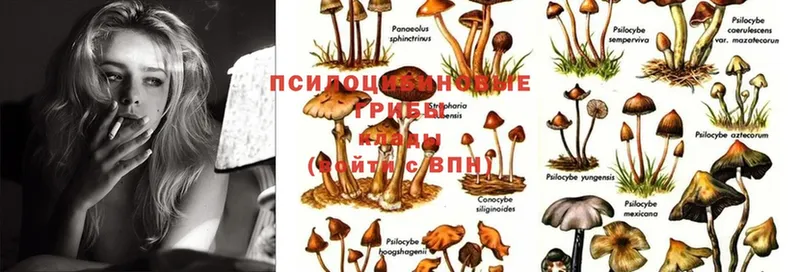 Галлюциногенные грибы Magic Shrooms  Наволоки 